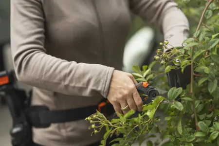 Kategooria Oksakäärid pilt